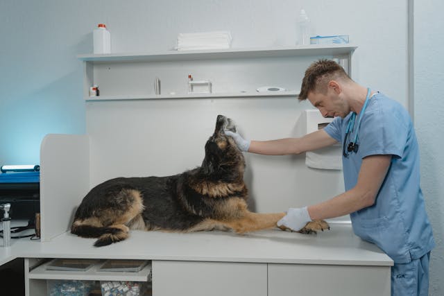 Veterina, která vám ulehčí život